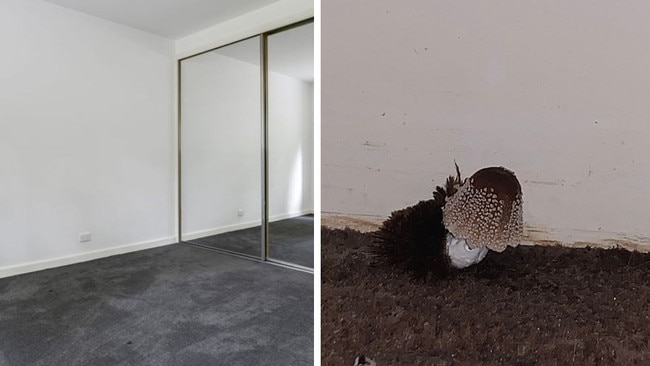 Listing image vs. alleged mushroom growing in bedroom. Photo: shitrentals.org