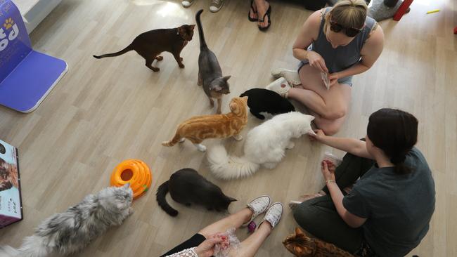 Feeding some catnip to the kitties. Picture Glenn Hampson