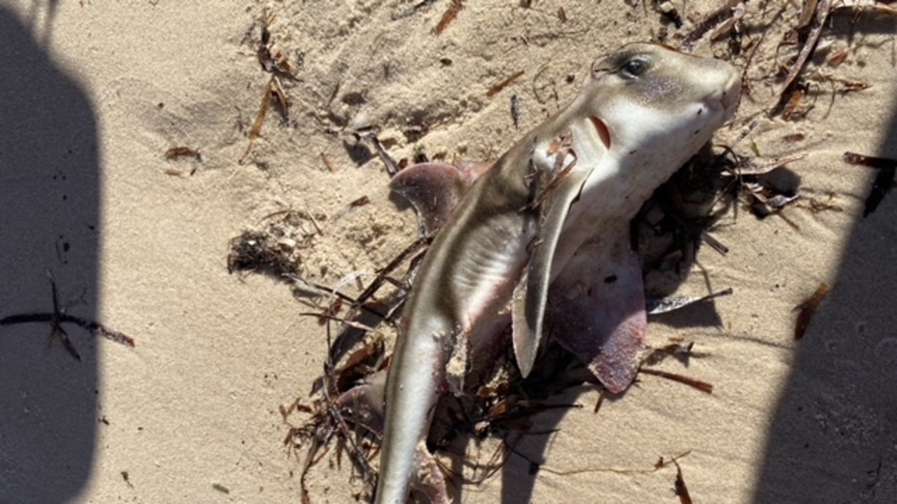 It’s a warning! Experts explain why SA fish kill crisis is deadly serious