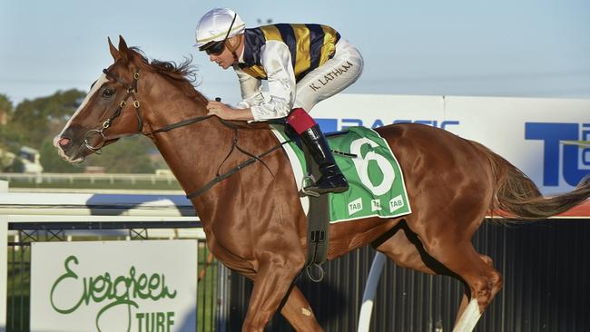 Flashing Steel is shooting for a hat-trick at Canterbury on Wednesday. Picture: Bradley Photos