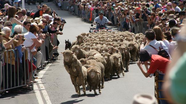 The annual Running of the Sheep will be held at Boorowa near Canberra in October. Picture: Supplied