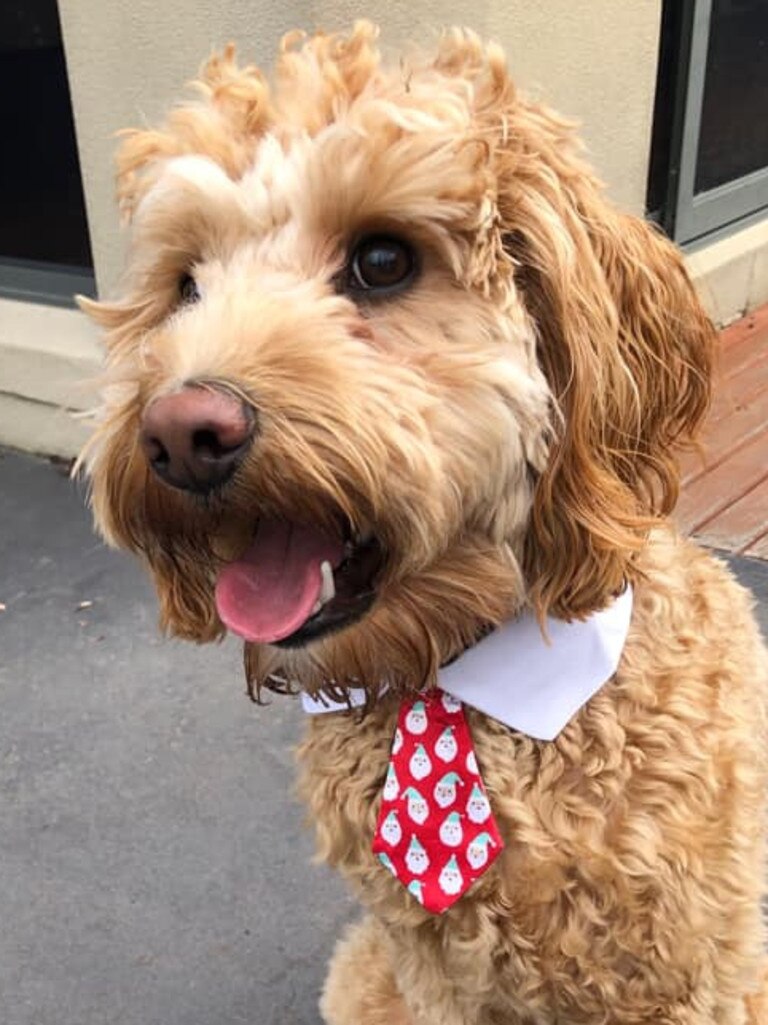 Tassie most stylish dog nominee: Louis - Labradoodle