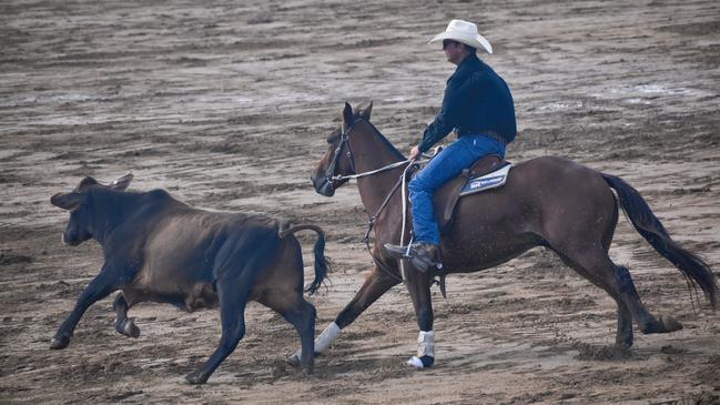 Action from the 23rd annual Paradise Lagoons Campdraft on May 10, 2025. Photo: Pam McKay