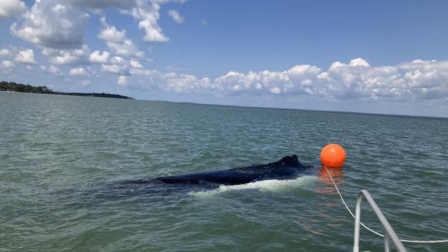 A dead adult humpback whale was spotted on Sunday. Picture: Supplied