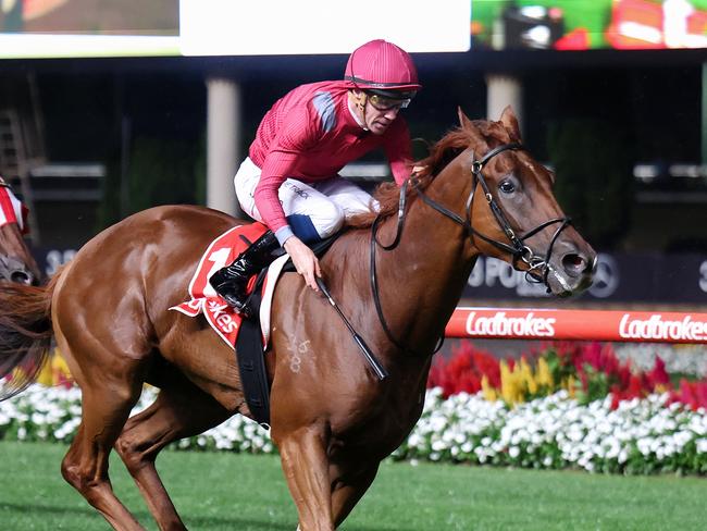 Smart sprinter Elite Icon can start his spring preparation with a win at Friday night's meeting at The Valley. Picture :  Racing Photos via Getty Images.