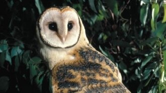 The Masked Owl is listed as a vulnerable species in NSW. Supplied