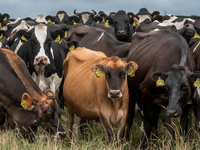 Dairy cows at Woolnorth.January 29 2024 Picture by Phillip Biggs