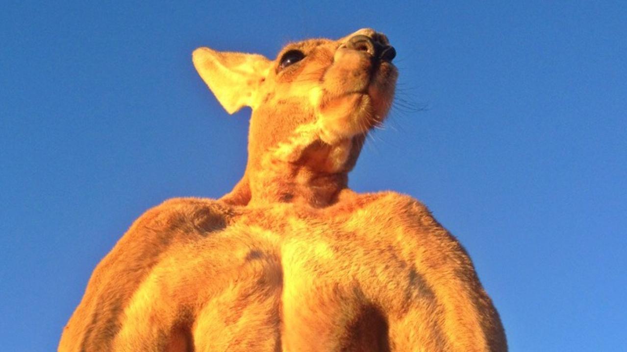 Fossils metre tall kangaroos roamed Australia news.com.au Australia's leading news site