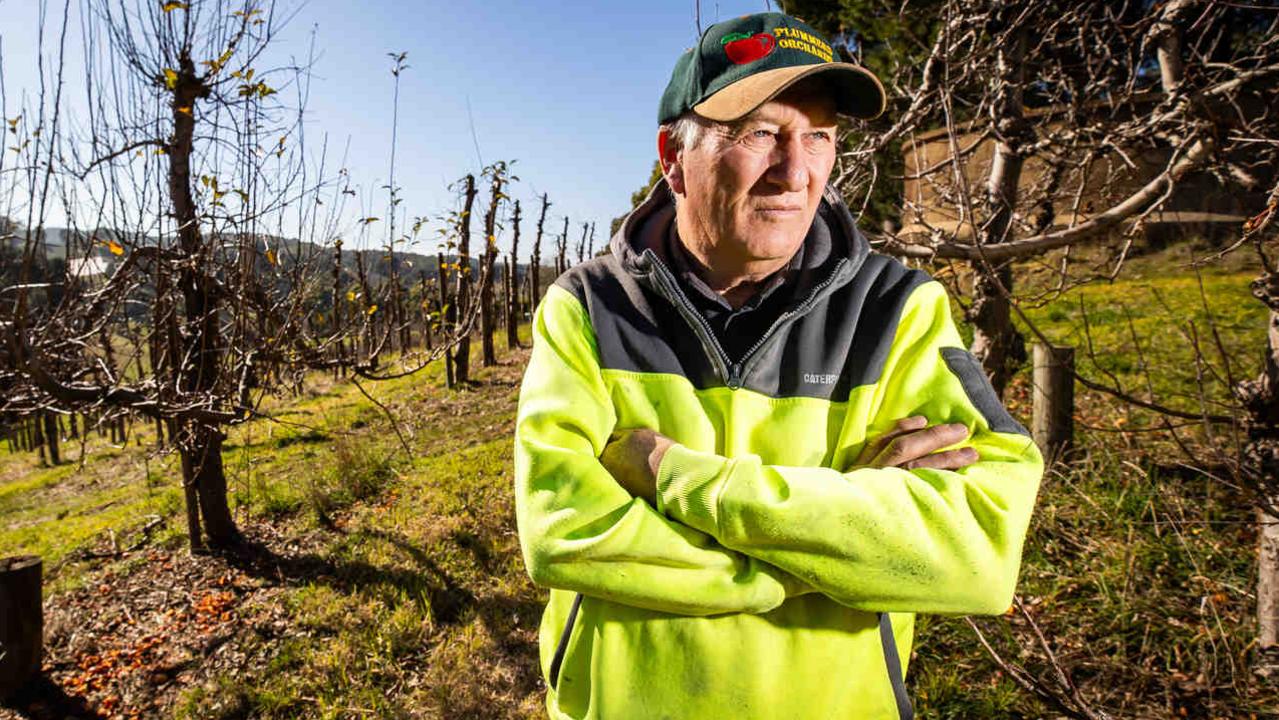 Apple industry on red alert as growers squeezed by soaring costs