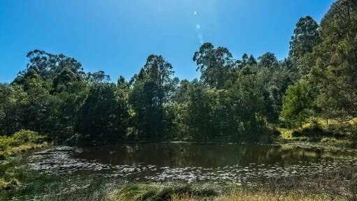 An existing dam in the Currumbin Eco-Parkland.