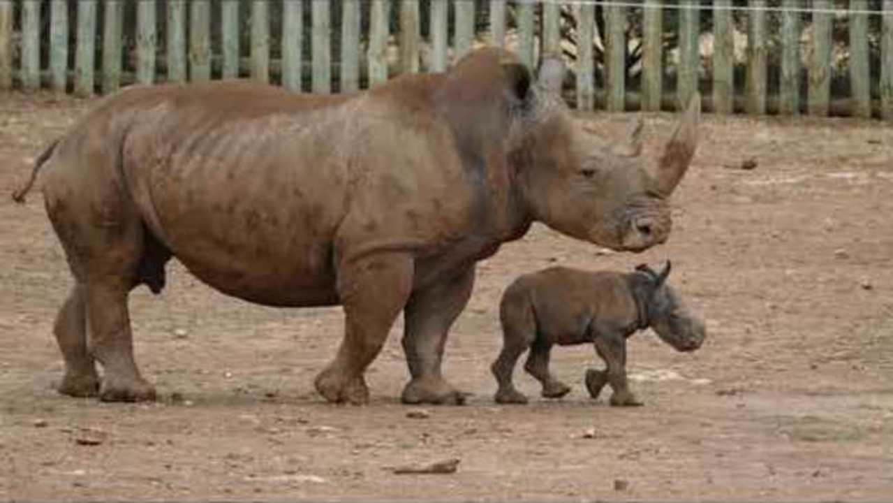 Monarto Zoo welcomes baby white rhino