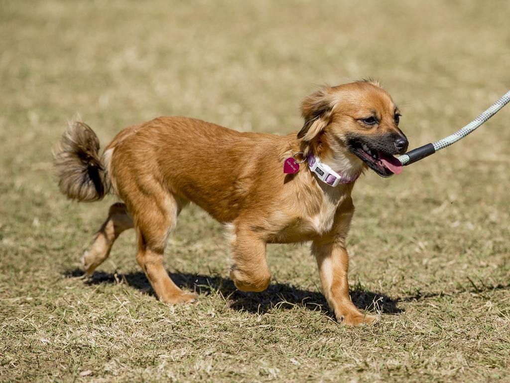 Paws at the Park held at Mudgeeraba showground on Sunday. Picture: Jerad Williams