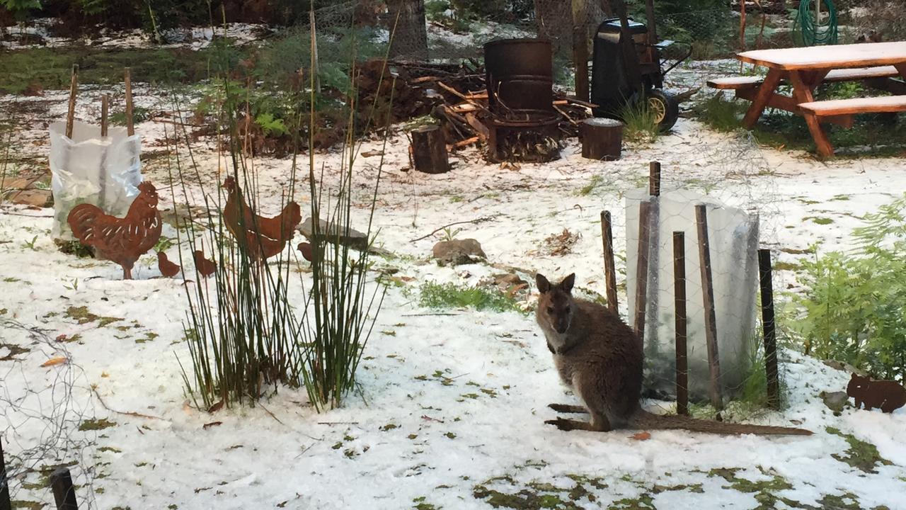 A wallaby in the snow. Photo: Jan Hunt