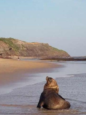 Residents have expressed their outrage about the alleged attack on the seal. Picture: ORRCA