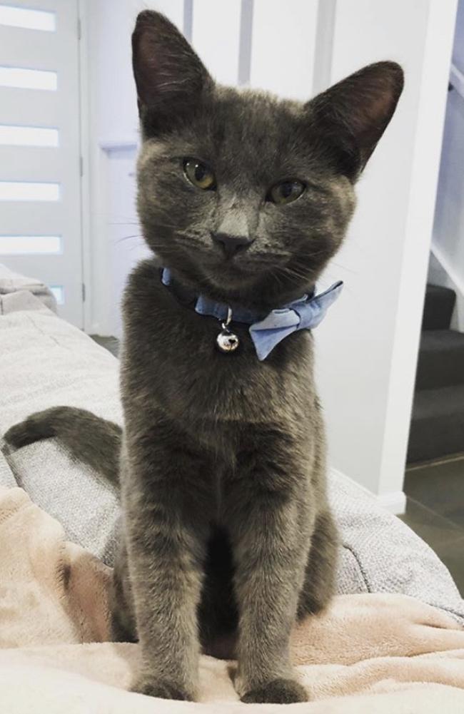 02/09/2019 - Monkey the cheeky kitty looking smart in his bow tie Picture: Tyne Hamilton