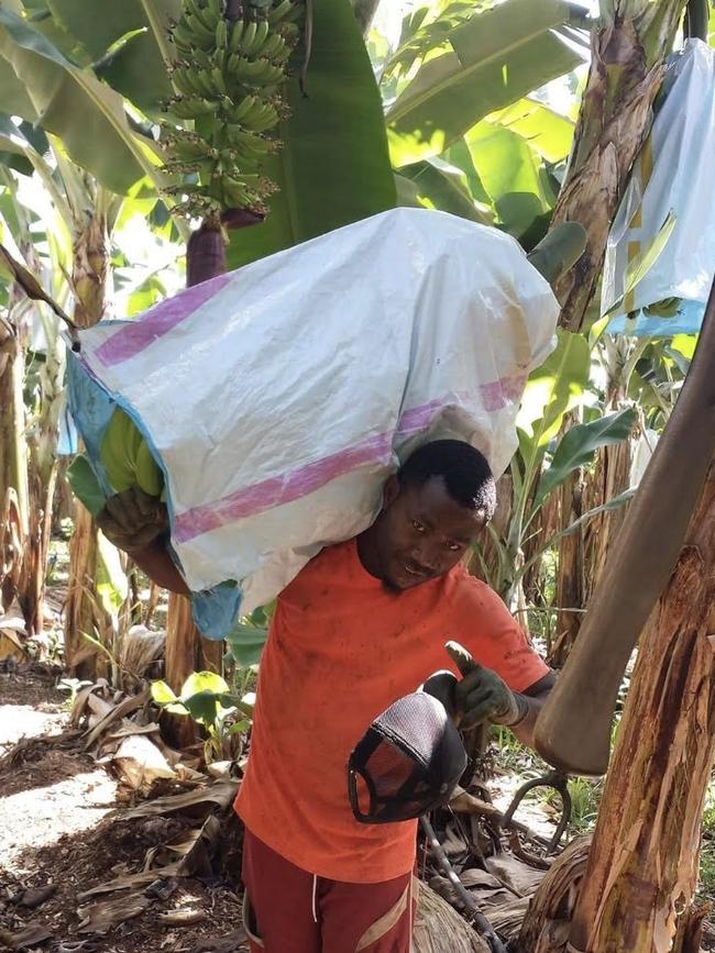 Mr Yalu, an Innisfail banana picker, allegedly used a circular saw to cut off the other man’s lower leg.