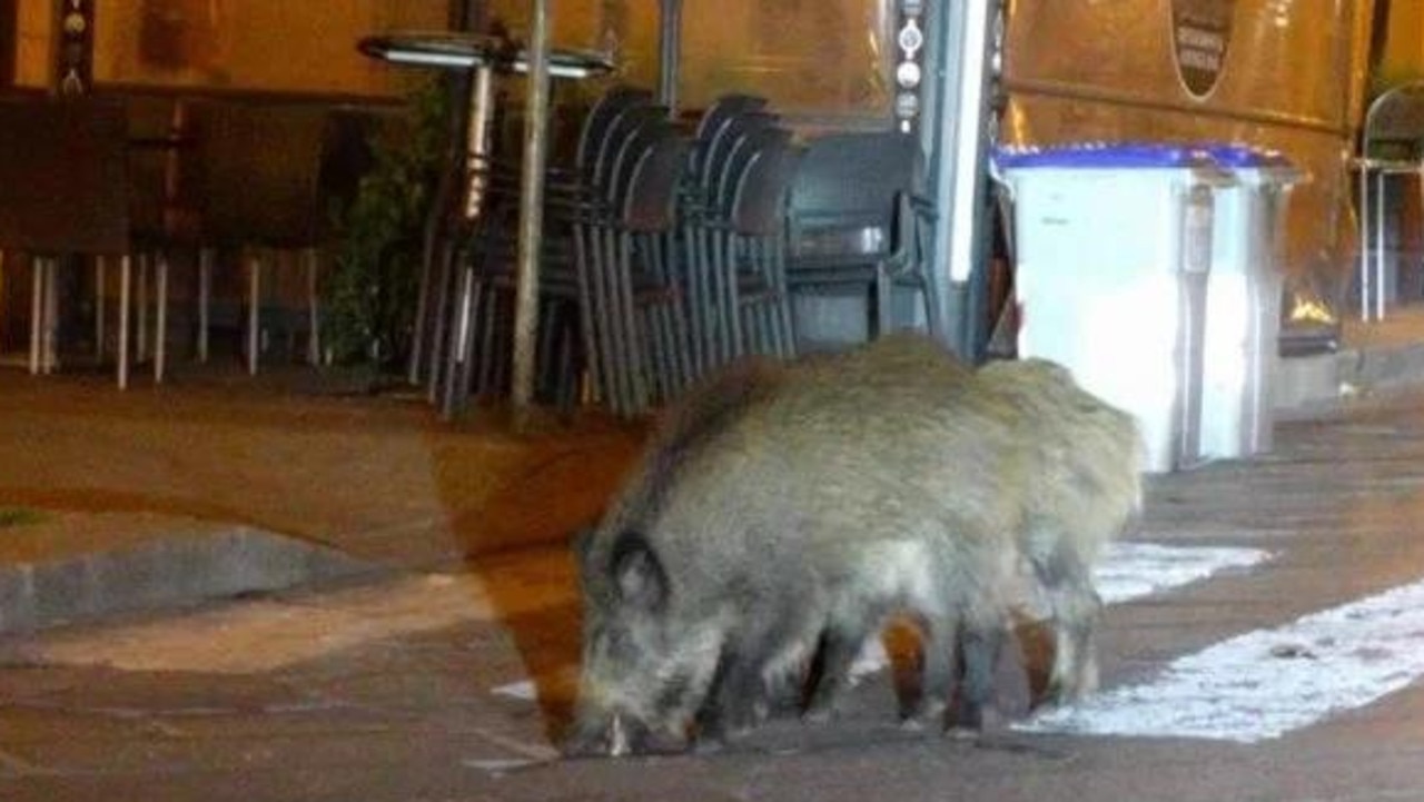 This wild boar in Sardinia was pictured brazenly sniffing around normally busy roads. Picture: Twitter/Cosodelirante