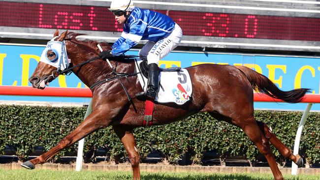 Calligrapher, ridden by Jason Taylor, wins at the Gold Coast. Photo: Richard Gosling