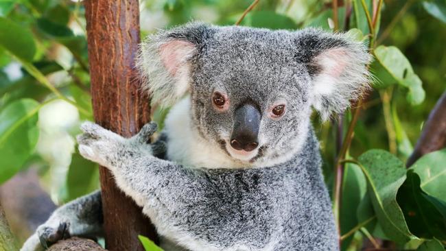 HOLD - Animals - Currumbin.A koala at Currumbin Wildlife Sanctuary.Picture: NIGEL HALLETT