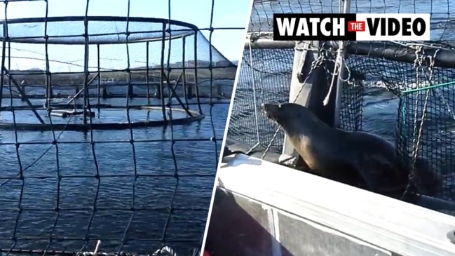 Seals trapped in Tasmanian fish farms