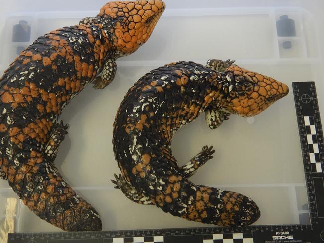 Shingleback lizards seized by customs officials. Picture: Supplied