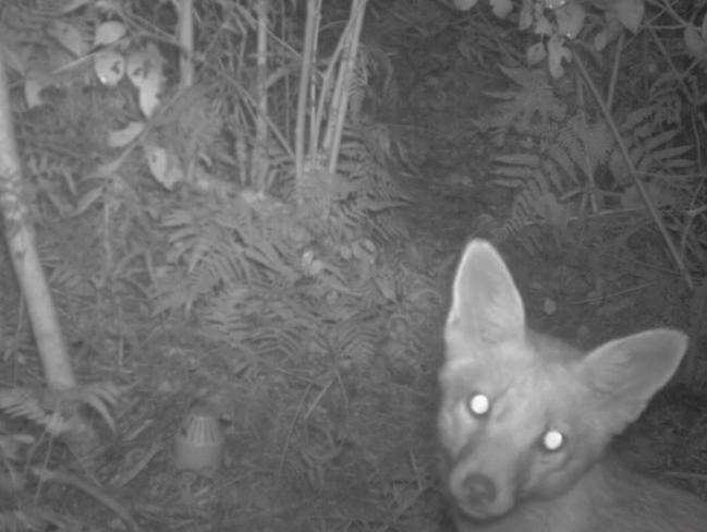 A screen shot of the fox that killed 26 little penguins at North Head. Picture: NSW National Parks and Wildlife Service
