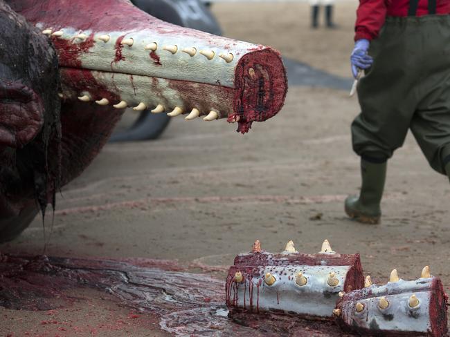 Grim work ... The whale’s lower jaw was removed during the autopsy. Picture: Dan Kitwood/Getty Images