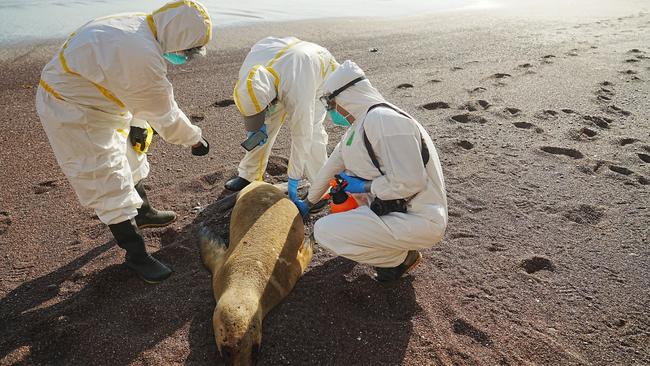 Experts examine a dead sea lion on a beach in Peru in February 2023. The bird flu has killed more than 30,000 South American sea lions and 17,000 southern elephant seals since arriving in South America in late 2022. Picture: Serfor Peru/EPA/AAP