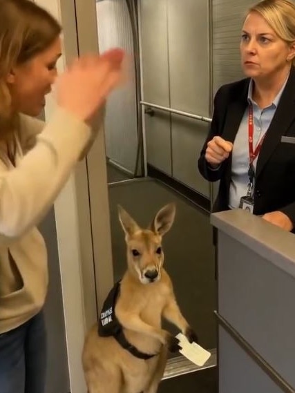 The internet has been fooled over this kangaroo clip. Picture: Instagram/infiniteunreality