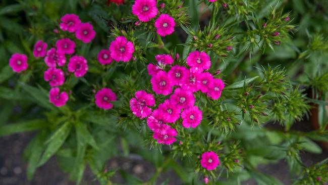 Flowering plants help make gardening interesting for children. Photo: Dominika Lis