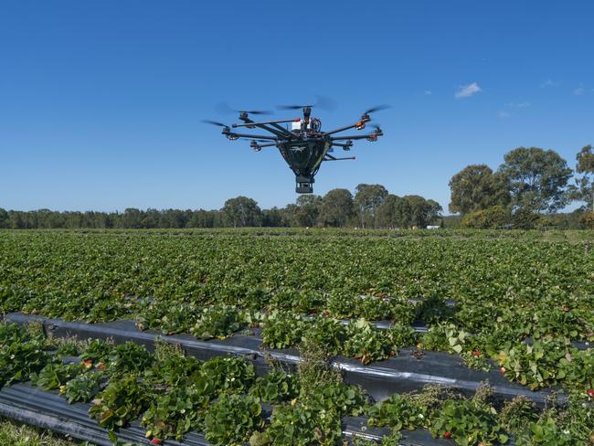 Tech-savvy strawberry growers are deploying stinger squadrons to combat pests attacking the state's fruit farms. Picture: Drone Agriculture