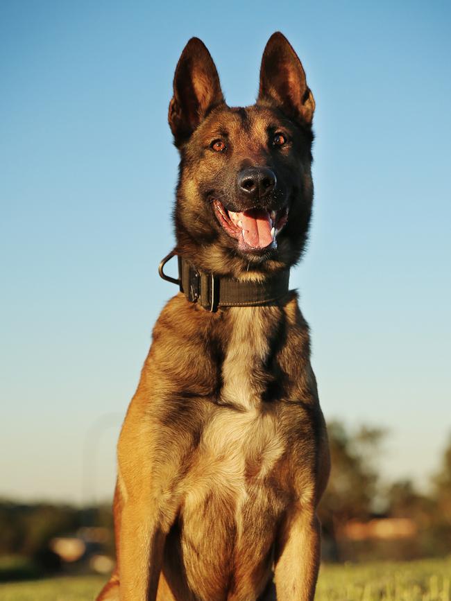 In Australia, specialist tracker dogs aren’t used to great effect.