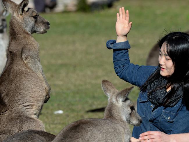 Nuri Shin (Korea) and Jonas Dof (Sweden) get mobbed by the mob.Hundreds of tourists flock to the grounds of the Morisset Mental Hospital every weekend to get up close and personal with the iconic kangaroo .... in fact, hundreds of kangaroos. It costs nothing to enter the grounds and armed with bags of bread, tourists, and the odd Australian, interact with the mob .... Tourists find maps on the net pointing them to the free access venue and some of them spend all day roaming the grounds and Lake Macquarie foreshore. In the 1960s the Mental Hospital housed more than 1600 patients ... now much of it is in ruin and the Kangaroos nearly outweigh the patients in numbers.