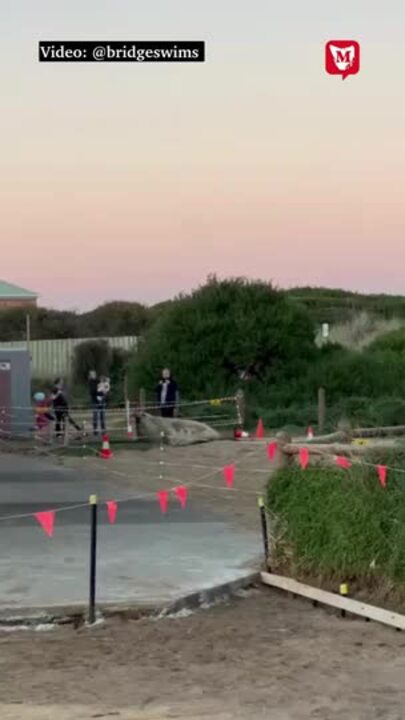 Neil the Seal is back on Tassie's shores