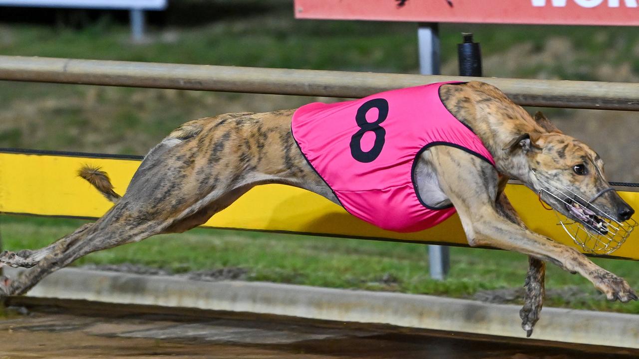 File photo - Greyhound Racing Victoria has been rocked with another live baiting scandal