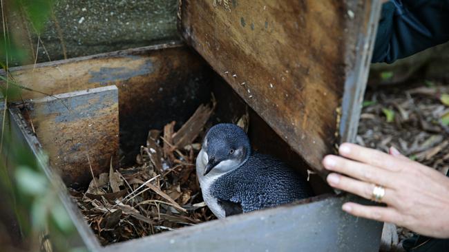 A Little Penguin in a nesting box on North Head. Picture: Manly Daily