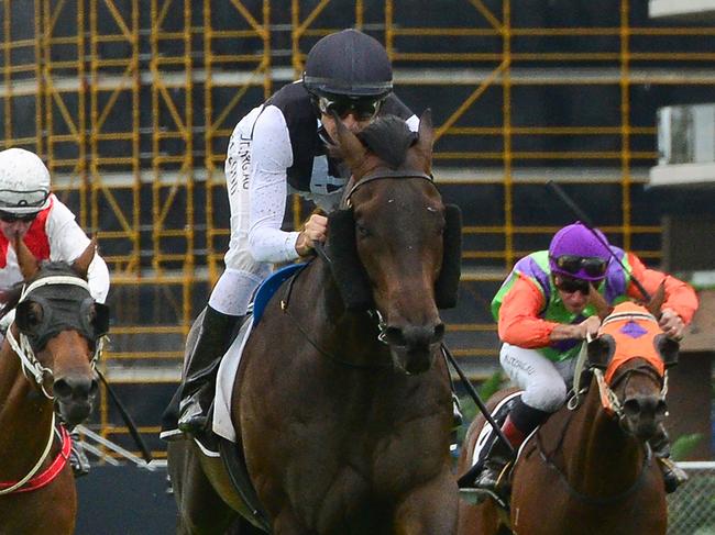 Tony Gollan trained galloper Palladas. Picture: Trackside Photography