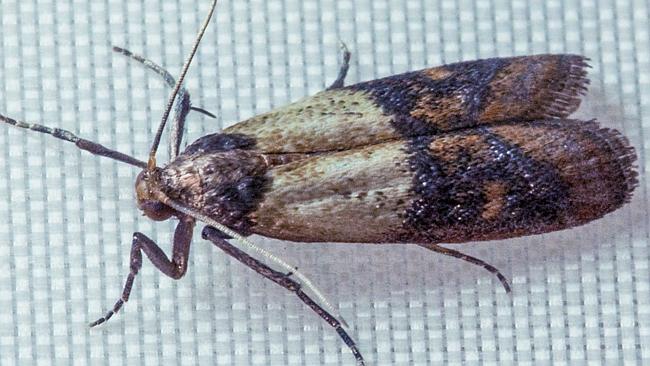 The Indian Meal Moth / Picture: Supplied