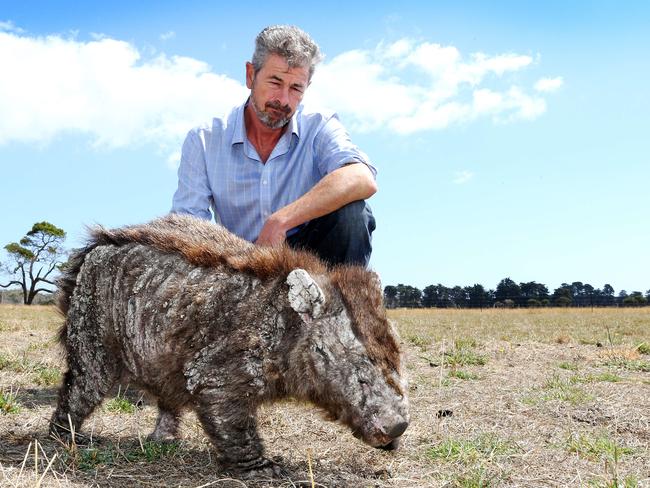 John Harris inspects a blind mange infected wombat at Kelso. Picture Chris Kidd