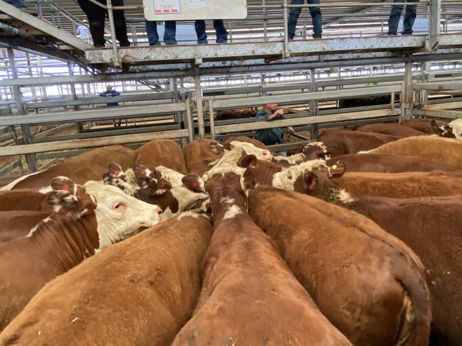 This pen of 19 Hereford heifers, 14-15 months and 363kg made $550 or 152c/kg at the Wodonga store cattle sale.