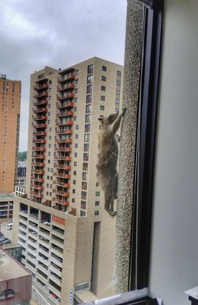 Nothing to see here … the critter keeps climbing. Picture: Twitter