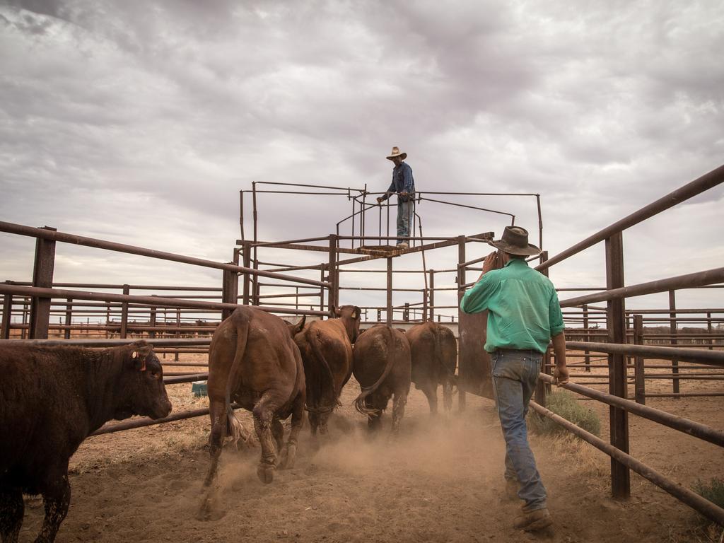 Mustering at Macumba Station, Oodnadatta. Picture: Matt Turner.