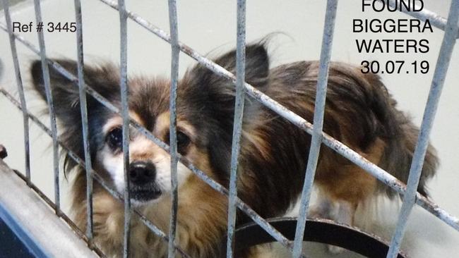 This Tibetan Spaniel cross Papillon was found alone on Wavebreak Island on the Gold Coast on July 29. He has been in a Gold Coast pound all week and has yet to be claimed. Picture: Gold Coast Lost and Found Pets/Facebook