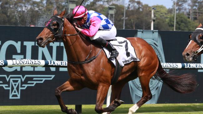 Fast Talking looks a great chance in the Port Macquarie Cup. Picture: Grant Guy