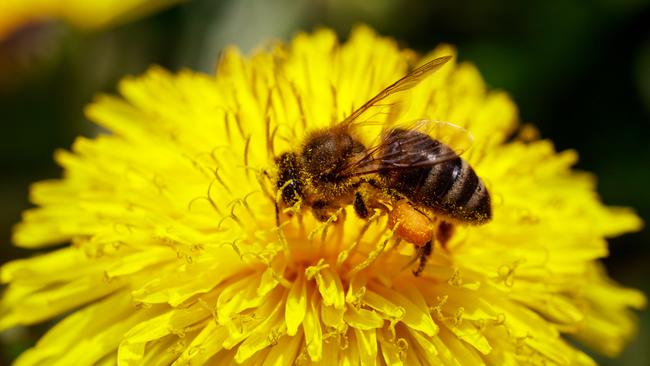 A collapse in the population of pollinators could be disastrous for mankind.