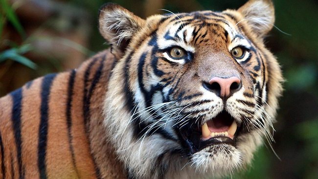 Zoo tiger mauls three-year-old boy | Daily Telegraph