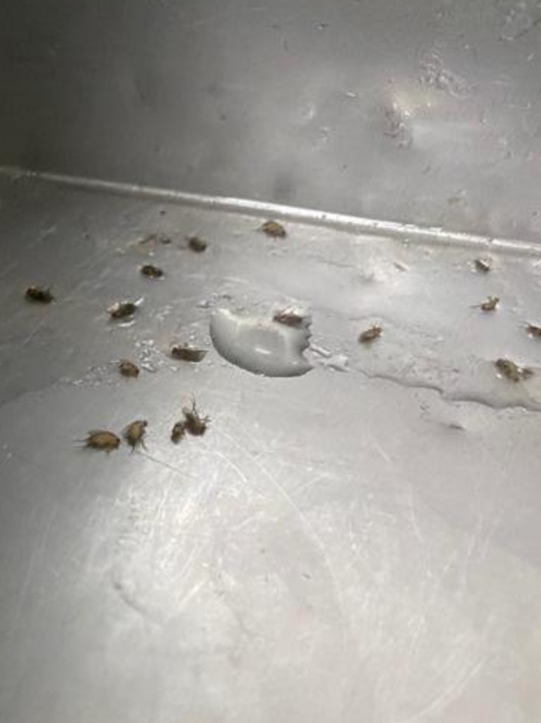 Cockroaches were also allegedly found at Cici’s Pizza Kitchen. Image: Supplied