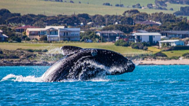 A Whale breaching at Victor Harbor. Picture STAN MANSAS