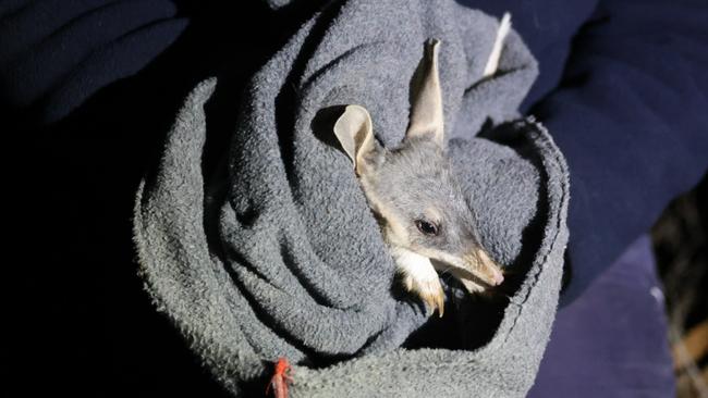 Bilby that was found during a recent survey. Picture: Supplied