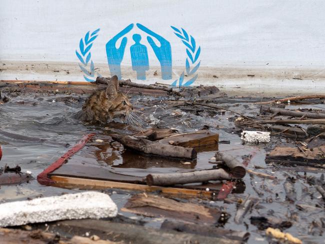 A cat swims among floating debris in the water in Kherson after floodwaters engulfed the city following damage sustained at Kakhovka hydroelectric power plant dam. Picture: AFP